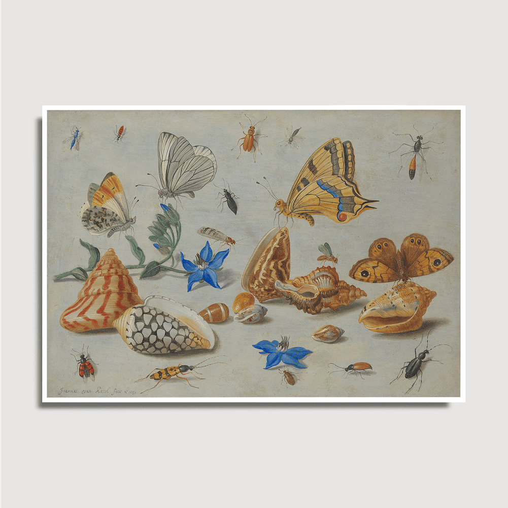 Jan van Kessel - Étude des insectes, des fleurs et des coquillages