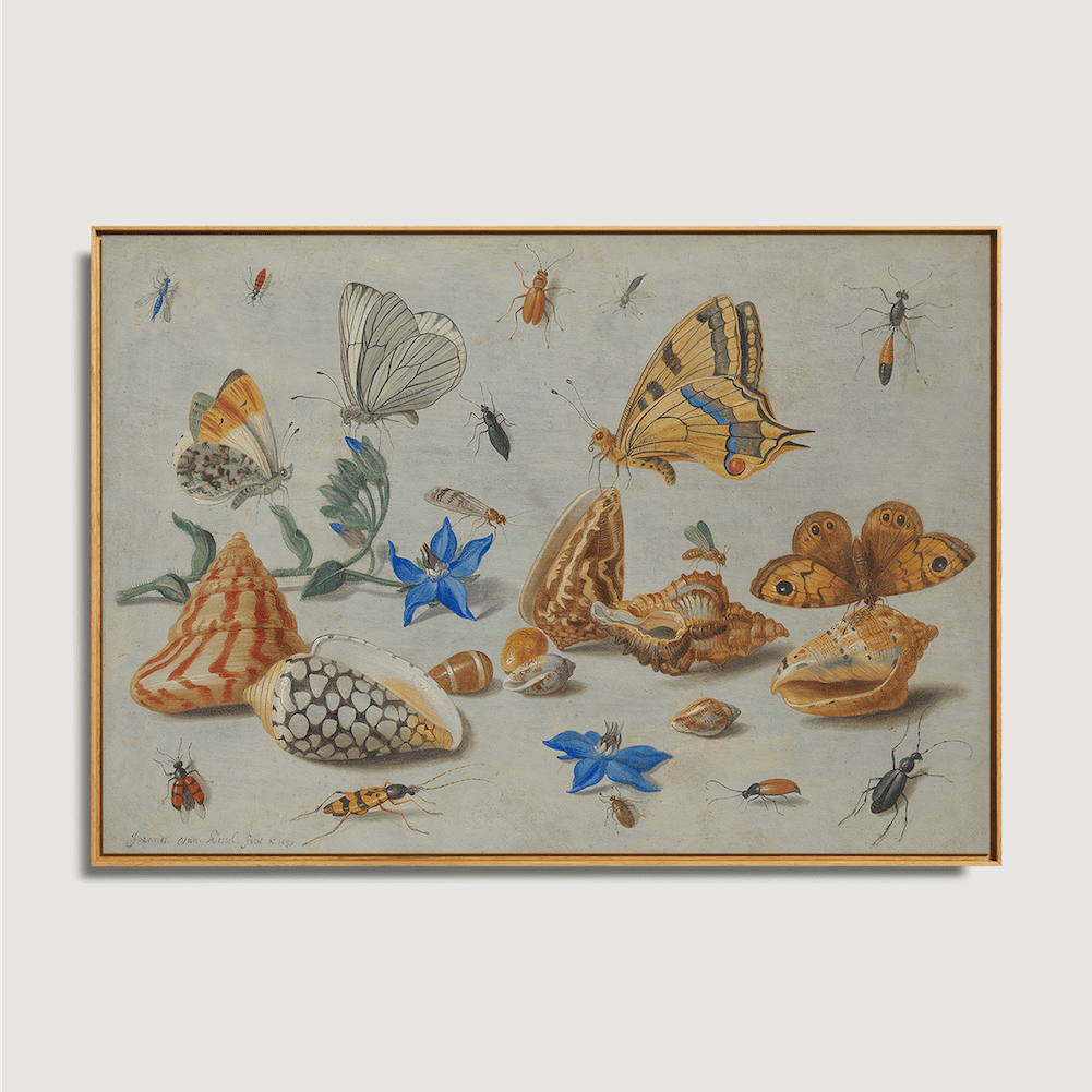 Jan van Kessel – Studium von Insekten, Blumen und Muscheln