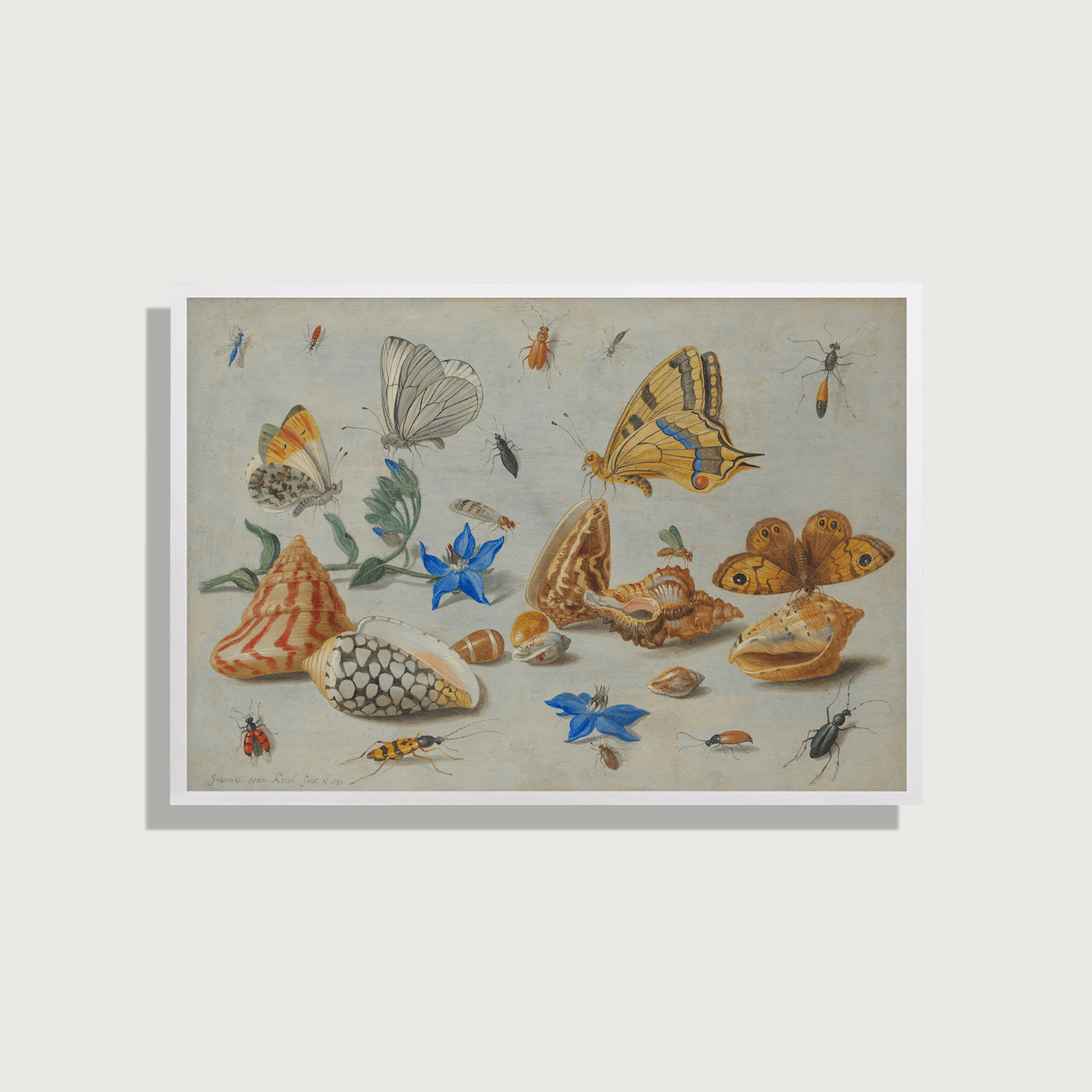 Jan van Kessel - Study of Insects, Flowers and Shells, 1659 - On Paper