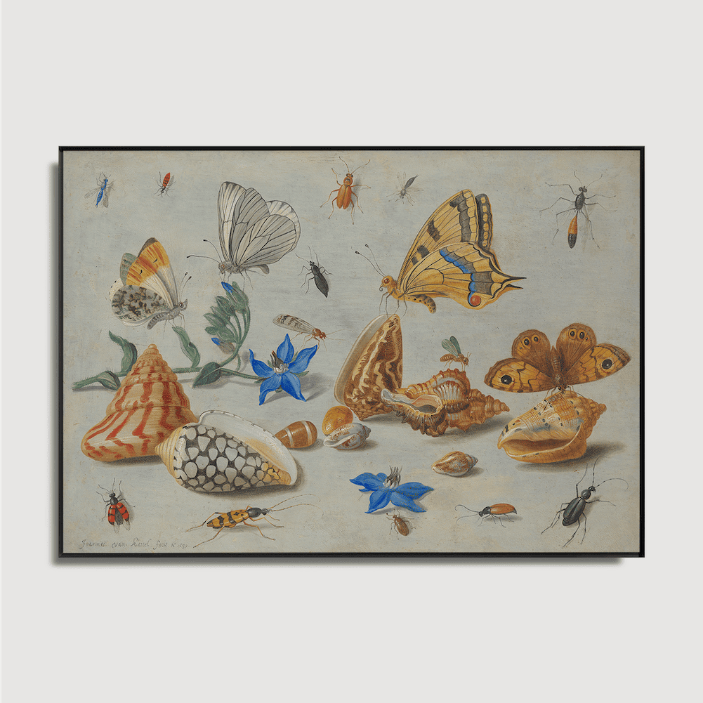 Jan van Kessel – Studium von Insekten, Blumen und Muscheln