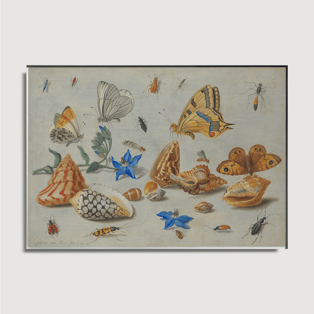 Jan van Kessel – Studium von Insekten, Blumen und Muscheln