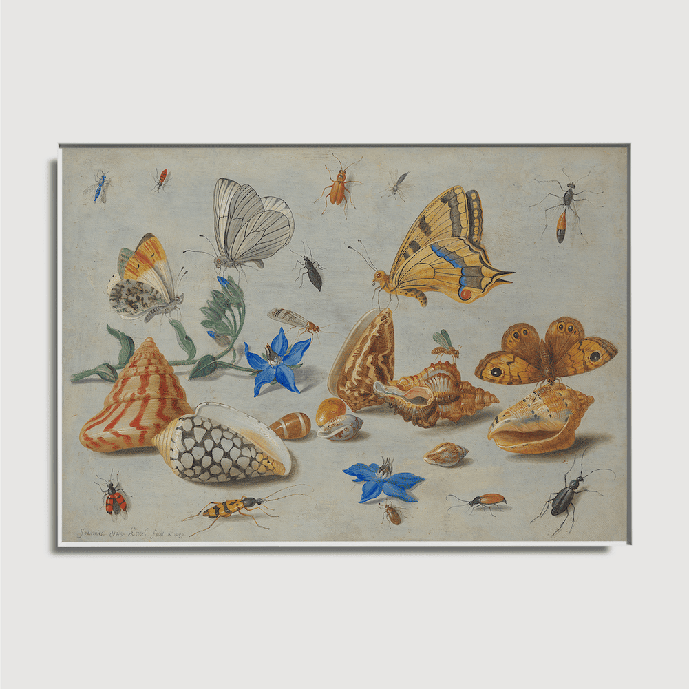 Jan van Kessel – Studium von Insekten, Blumen und Muscheln