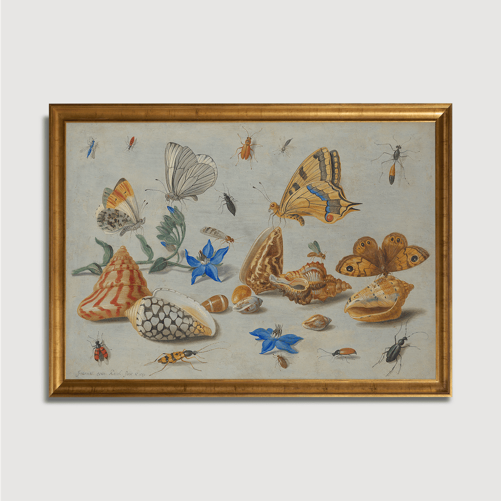 Jan van Kessel - Study of Insects, Flowers and Shells
