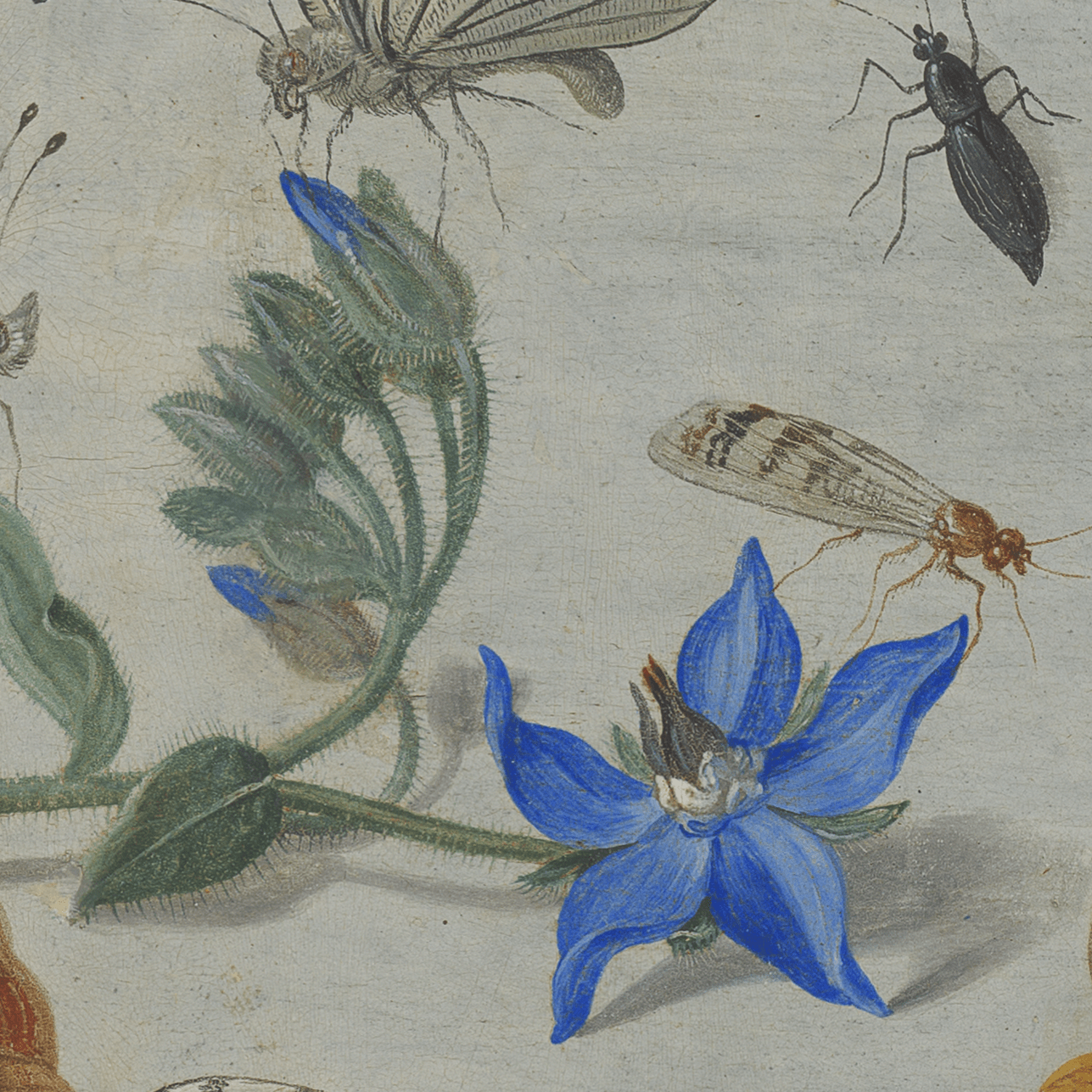 Jan van Kessel - Study of Insects, Flowers and Shells, 1659 - On Paper