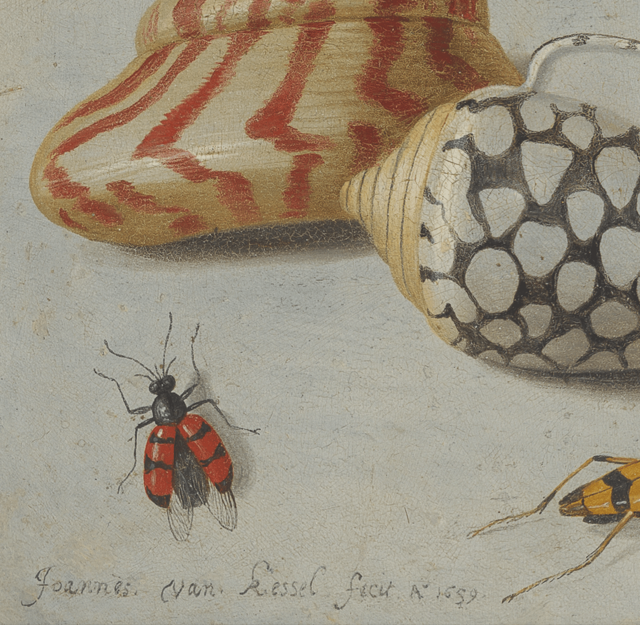 Jan van Kessel - Étude des insectes, des fleurs et des coquillages